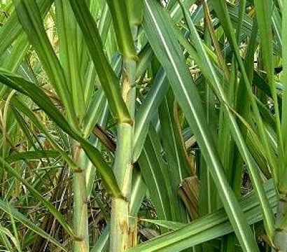 Acuerdo para cultivar caña de azúcar en España para bioetanol