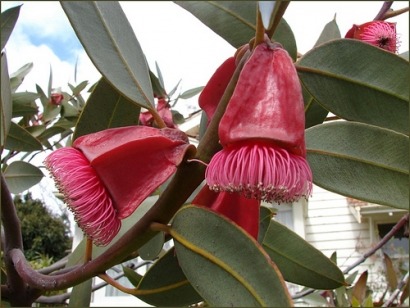 Eucalypt trees latest feedstock for aviation biofuels