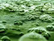 A la búsqueda de biodiésel con microalgas