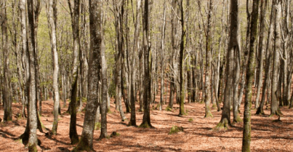 Es más segura la biomasa forestal de Amurrio que el gas de Argelia