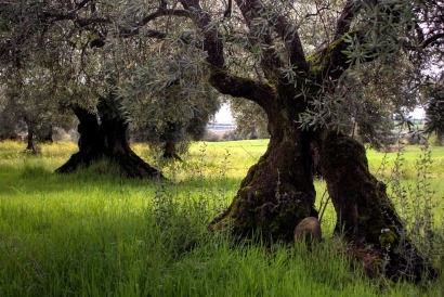 La biomasa se hace un hueco en la ley andaluza del olivar