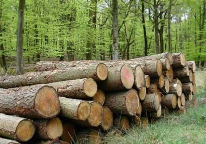La biomasa verá recortado en un 50% sus ingresos