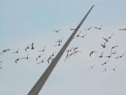 El CSIC diseña una nueva metodología para minimizar los choques de aves con aerogeneradores