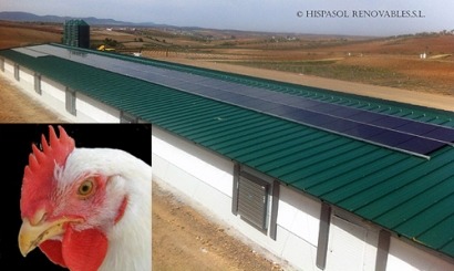 La granja de los pollos solares