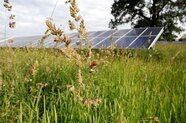 Survey finds wildlife thriving on solar farms