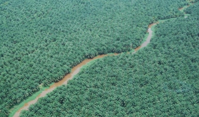 UICN: “decir no al aceite de palma desplazaría la pérdida de biodiversidad”
