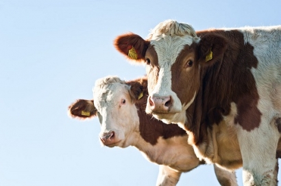 Construction Begins on Indiana Biogas Facility