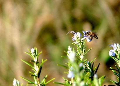 Endesa inicia en Sevilla un proyecto pionero de agrovoltaica y apicultura solar