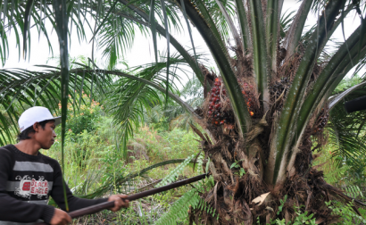 Alemania pone fin al uso de aceite de palma para producir biocombustibles