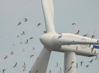 Ecologistas en Acción afirma que los aerogeneradores de más de 2MW están disparando la mortalidad de aves y murciélagos