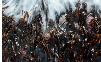La eólica Ørsted colabora con SeaGrown en el Mar del Norte en el estudio del cultivo de macroalgas marinas que capturan CO2