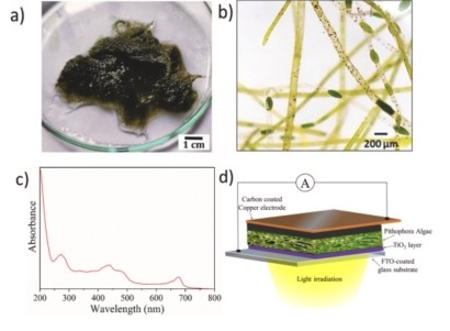Científicos de India fabrican un dispositivo biofotovoltaico con macroalgas