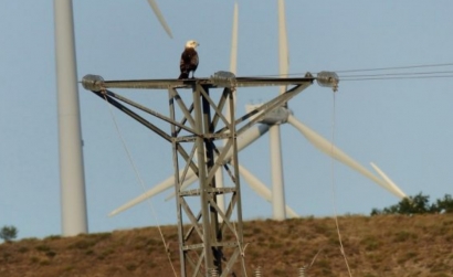 Sí a la moratoria para nuevos parques de energías renovables