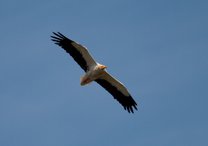 SEO/BirdLife solicita que no se construya el parque eólico Maya por su afección al alimoche