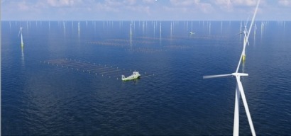 Las algas colonizan un parque eólico marino en Holanda
