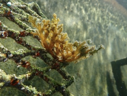  Oasis azules junto a parques eólicos offshore para recuperar la biodiversidad en el mar 