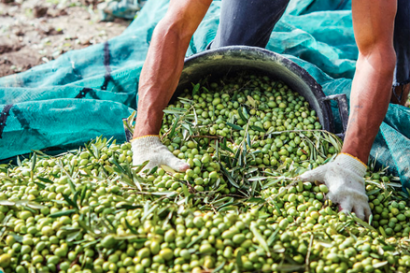 Más de 100 entidades se han unido ya al mapa andaluz de la bioeconomía