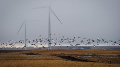 La Sociedad Española de Ornitología expresa "profunda inquietud ante el boom que se avecina de las renovables"