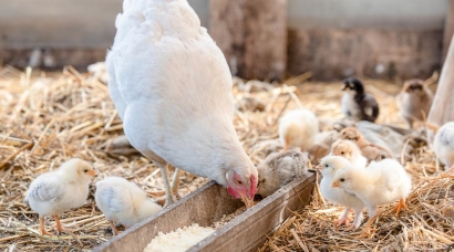 Cómo convertir los excrementos de aves en energía térmica