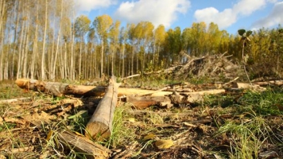 Geacam y Ence Energía analizarán los residuos de biomasa de los montes de Castilla-La Mancha