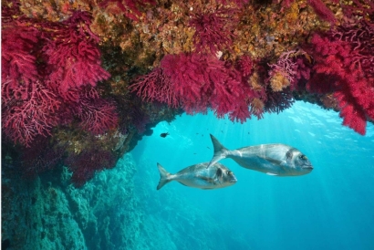 El Ejecutivo analizará el impacto de las renovables o la pesca en la red de áreas marinas protegidas