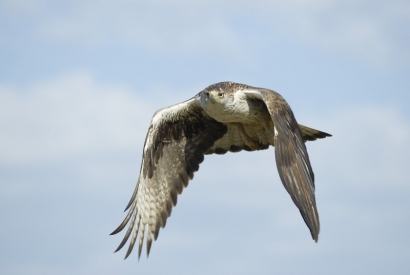 Endesa recibirá 24.500 euros para proteger las aves de sus tendidos eléctricos