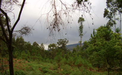 Portugal estudia la creación de una red de parques de tratamiento de biomasa forestal residual
