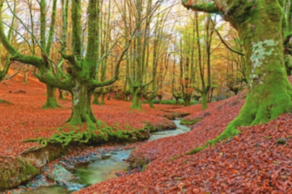 El Parlamento Europeo aprueba que a partir de 2030 la absorción de CO2 por los bosques supere a las emisiones