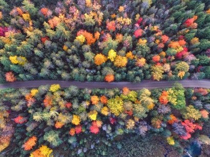 El Parlamento Europeo aprueba legislar para combatir la deforestación importada