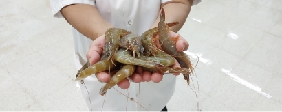 Camarones procesados con energía solar, la apuesta de ESF Seafood en Honduras