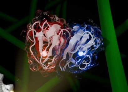 Descubren una nueva enzima que descompone la celulosa y podría revolucionar la producción de biocombustibles