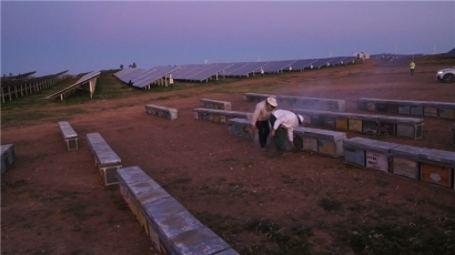 El parque solar en el que siembran colmenas de abejas y el ganado controla el crecimiento de las malas hierbas