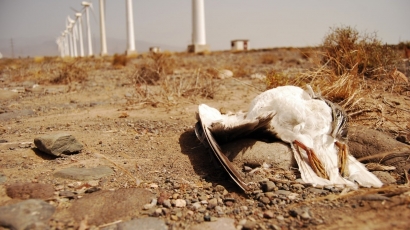 Los nuevos parques eólicos canarios están produciendo "afectaciones inaceptables sobre la biodiversidad"