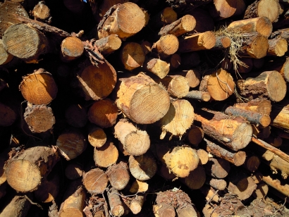 La bioeconomía forestal le hace un hueco a la bioenergía