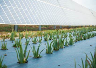 Soltec diseña ecovoltaica, una nueva manera de construir plantas solares