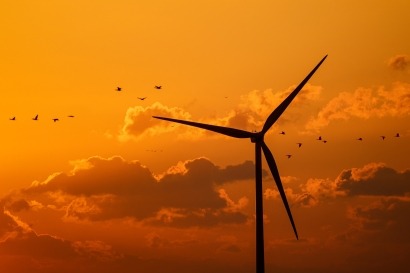 Los ecologistas apoyan el Real Decreto destinado a proteger a las aves de los parques eólicos