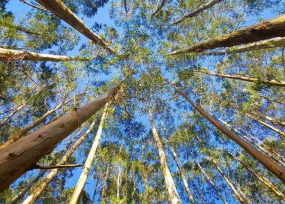 Castilla y León rechaza las alegaciones ecologistas y da vía libre a la planta de Forestalia