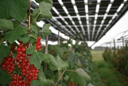 El sector energético premia a BayWa r.e. y Siemens Gamesa, entre otras compañías, por sus proyectos "excepcionales"