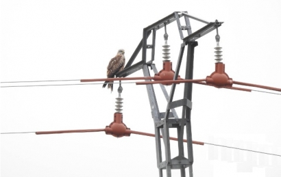 Un Libro Blanco aborda por primera vez en España el problema de la electrocución de aves