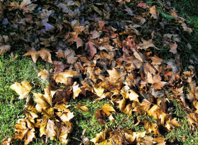 Las hojas en descomposición también generan gases de efecto invernadero