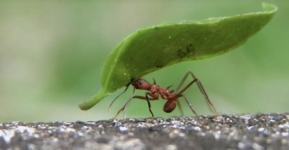 Las hormigas muestran la relación entre cultivos energéticos y conservación de la biodiversidad