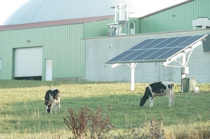 Collares inteligentes para las vacas, nebulizadores a modo de aire acondicionado, placas solares que "recogen" agua de lluvia