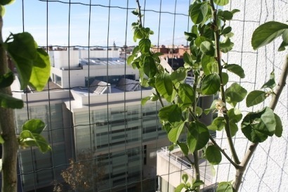 Un limonero al sol