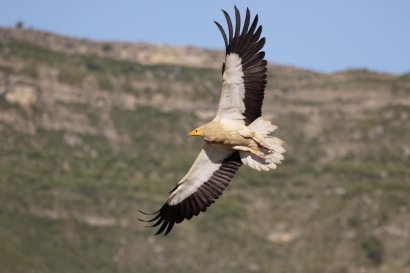 Cancelan un parque eólico en Bizkaia por su impacto sobre necrófagas y rapaces