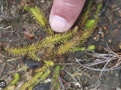 El grupo ecologista gallego Adega pide la paralización inmediata del parque eólico pontevedrés Campo das Rosas