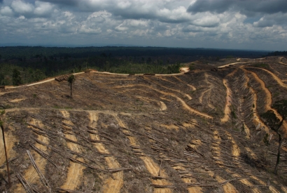 Noruega también quiere dar carpetazo al aceite de palma para biodiésel