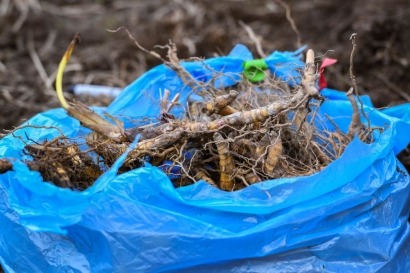  El rápido crecimiento de la hierba Miscanthus produce grandes cantidades de biomasa 