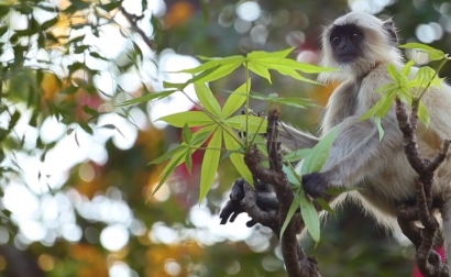 Una nueva enfermedad infecciosa emerge en los humanos cada 4 meses