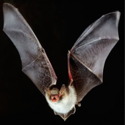 NRG espanta murciélagos 