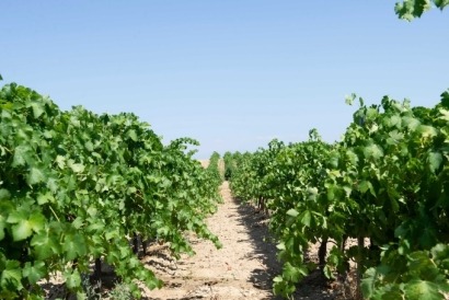 La "moratoria renovable" aprobada por el Gobierno de La Rioja pone en peligro la viabilidad del viñedo